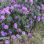 Rhododendron, Clematis and other garden news