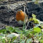 365 Project: A Friendly Little Robin in the remains of my herb garden