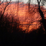 Sunrise in our Garden, behind our Willow Tree