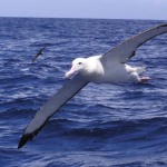 The Poet, the Albatross and the Christian