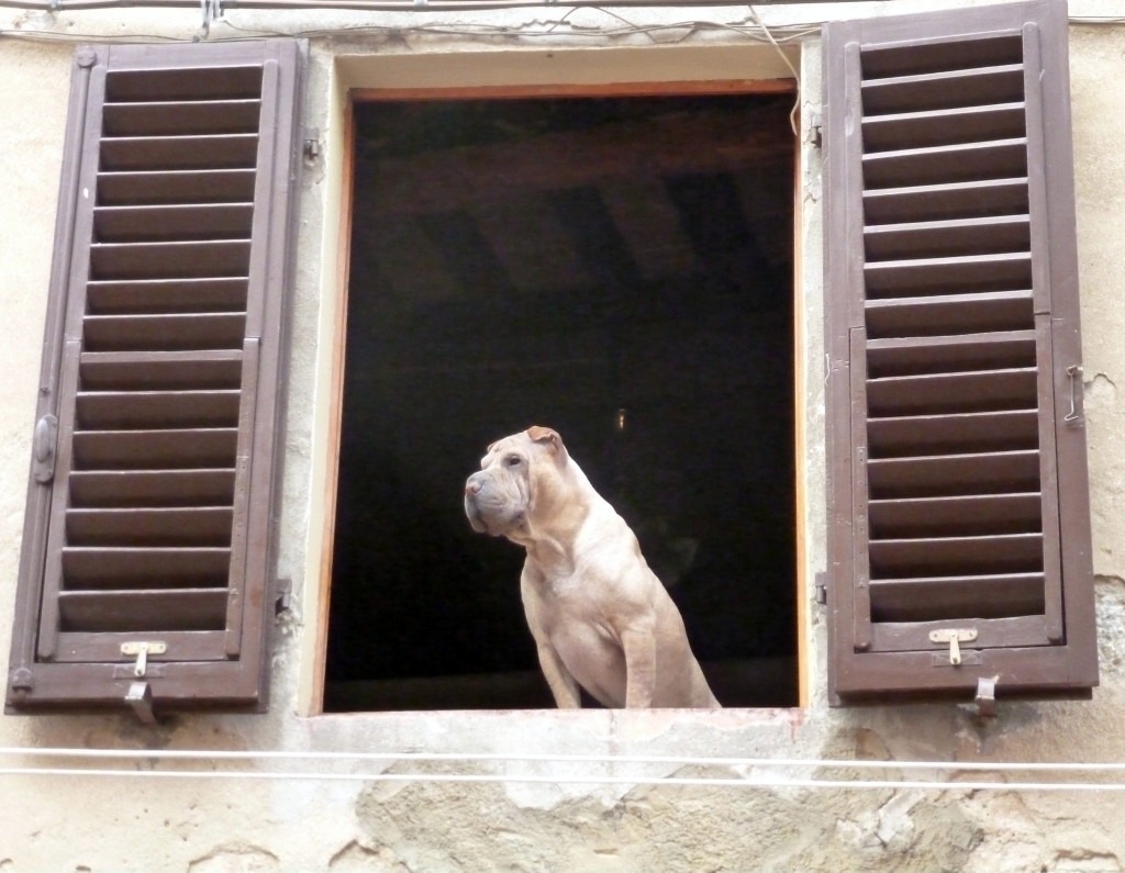 A friendly dog. San Gimignano, Tuscany.
