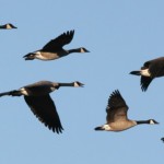 Writing with the Wind of the Wild Goose of the Holy Spirit in your Wings