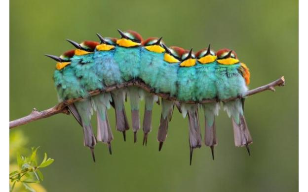 2101-colorful-caterpillar